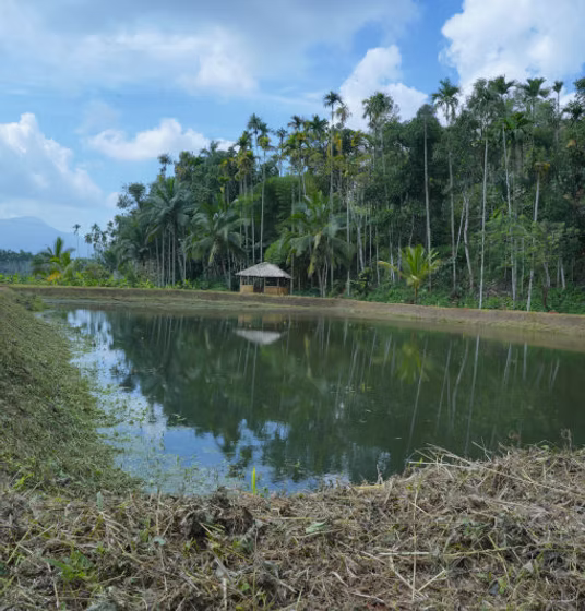 Ananterra Pond. Aalterra Resort, Wayanad