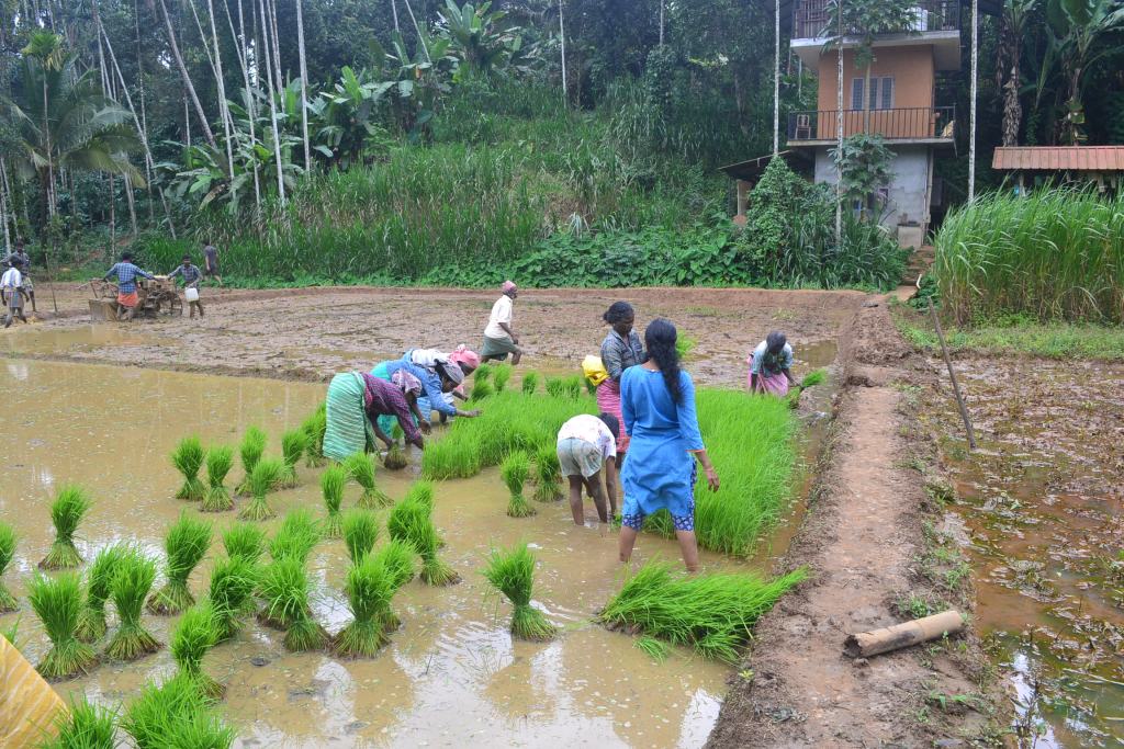 Activity 4. Aalterra Resort, Wayanad