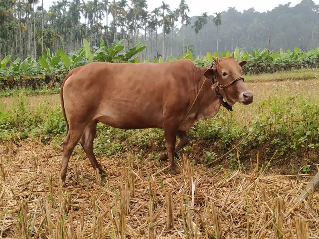 ChembiWayanad. Aalterra Resort, Wayanad